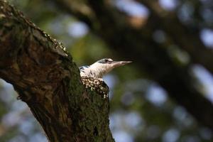 Collared Kingfisher on a bracj