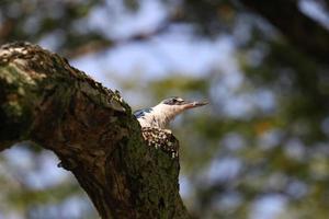 Collared Kingfisher on a bracj photo