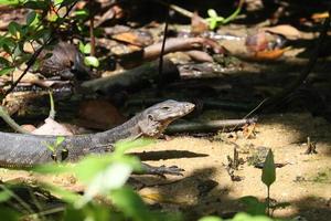 Clouded monitor under the sun photo