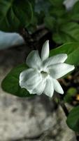 Jasmine white flower photo