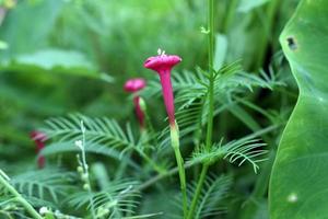 pink flower background image photo