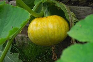 yellow squash grows in the garden on the bed photo