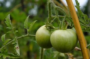 los tomates en la cama son verdes, maduran en el arbusto. vegetales en el jardín foto