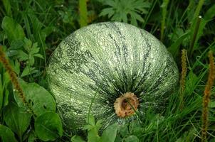 el calabacín verde redondo crece en el jardín en la cama foto