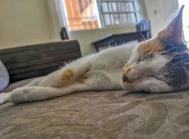 White cat is tired cleaning himself sleeping on sofa couch. photo