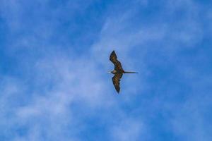 Fregat birds flock fly blue sky clouds background in Mexico. photo