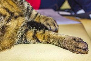 Cat with big green eyes sleeping on white couch sofa. photo