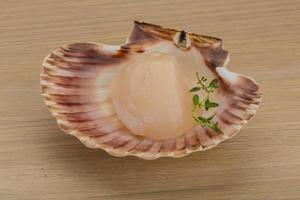 Raw scallops on wooden background photo