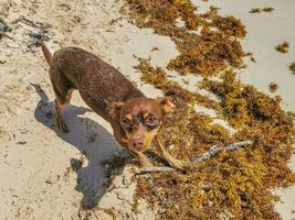 Brown cute funny dog play playful on the beach Mexico. photo