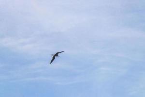 Fregat birds flock fly blue sky clouds background in Mexico. photo