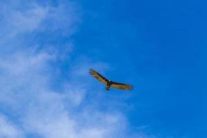 Tropical Black Turkey Vulture Cathartes aura aura blue sky Mexico. photo