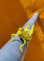 Giant green grasshopper sitting on railing in Mexico. photo