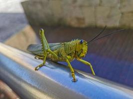 Giant green grasshopper sitting on railing in Mexico. photo