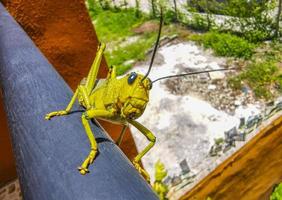 Giant green grasshopper sitting on railing in Mexico. photo