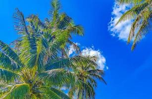 Beautiful tropical natural palm tree forest panorama Contoy island Mexico. photo