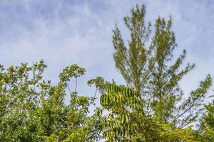 Tropical beach palm trees fir trees blue sky natural Mexico. photo