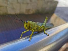 Giant green grasshopper sitting on railing in Mexico. photo