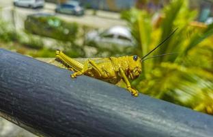 Giant green grasshopper sitting on railing in Mexico. photo