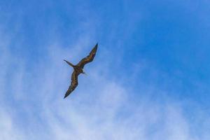 Fregat birds flock fly blue sky clouds background in Mexico. photo