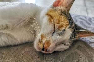 White cat is tired cleaning himself sleeping on sofa couch. photo