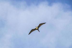 Fregat birds flock fly blue sky clouds background in Mexico. photo