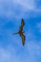 Fregat birds flock fly blue sky clouds background in Mexico. photo