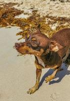 Brown cute funny dog play playful on the beach Mexico. photo