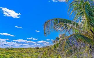 Beautiful tropical natural palm tree forest panorama Contoy island Mexico. photo