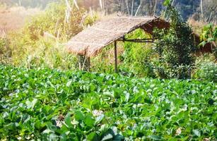 granja de plantas de fresa fresas orgánicas frescas que crecen plantaciones en campos en el jardín de la granja foto