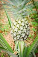 fresh young pineapple in organic farm photo