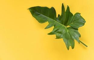 Green leaves tropical plant jungle with Philodendron leaf on yellow background photo