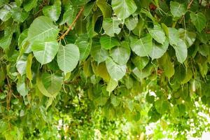 hoja de bodhi verde en el árbol con la luz del sol en el árbol del budismo de Tailandia del templo foto