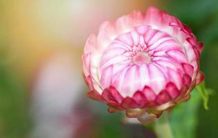 hermosa flor de paja o flor eterna en el colorido jardín de primavera foto