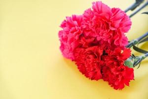 Red and pink carnation flower blooming on yellow background photo