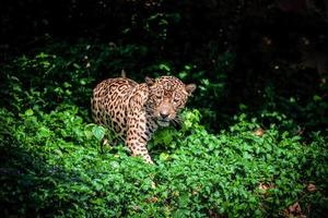 Tiger leopard jaguar animal wildlife hunting photo