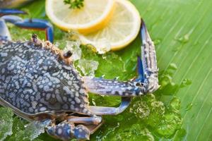 Fresh raw blue swimming crab seafood with ice and lemon on banana leaf background photo