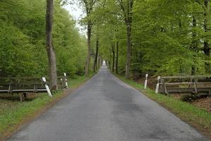 Vanishing point perspective - empty road through a forest photo