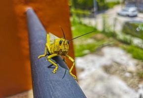 Giant green grasshopper sitting on railing in Mexico. photo