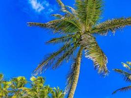 Beautiful tropical natural palm tree forest panorama Contoy island Mexico. photo