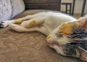 White cat is tired cleaning himself sleeping on sofa couch. photo