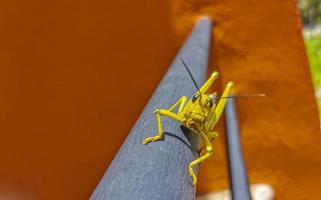 Giant green grasshopper sitting on railing in Mexico. photo