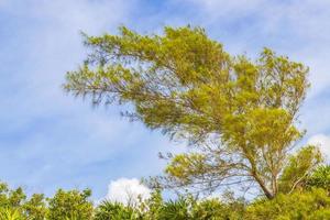 Tropical beach palm trees fir trees blue sky natural Mexico. photo