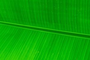 Green Texture of Banana Leaf photo