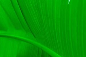 textura verde de hoja de plátano foto