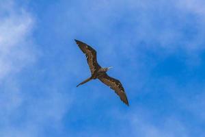 Fregat birds flock fly blue sky clouds background in Mexico. photo