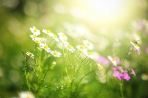 field of daisy flowers photo