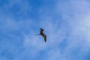 Fregat birds flock fly blue sky clouds background in Mexico. photo