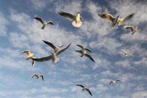 Seagulls are flying photo