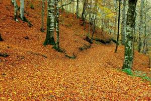 bosque en yedigoller foto