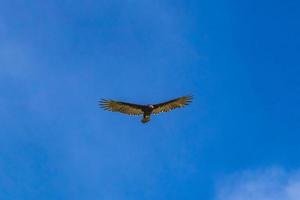 Tropical Black Turkey Vulture Cathartes aura aura blue sky Mexico. photo